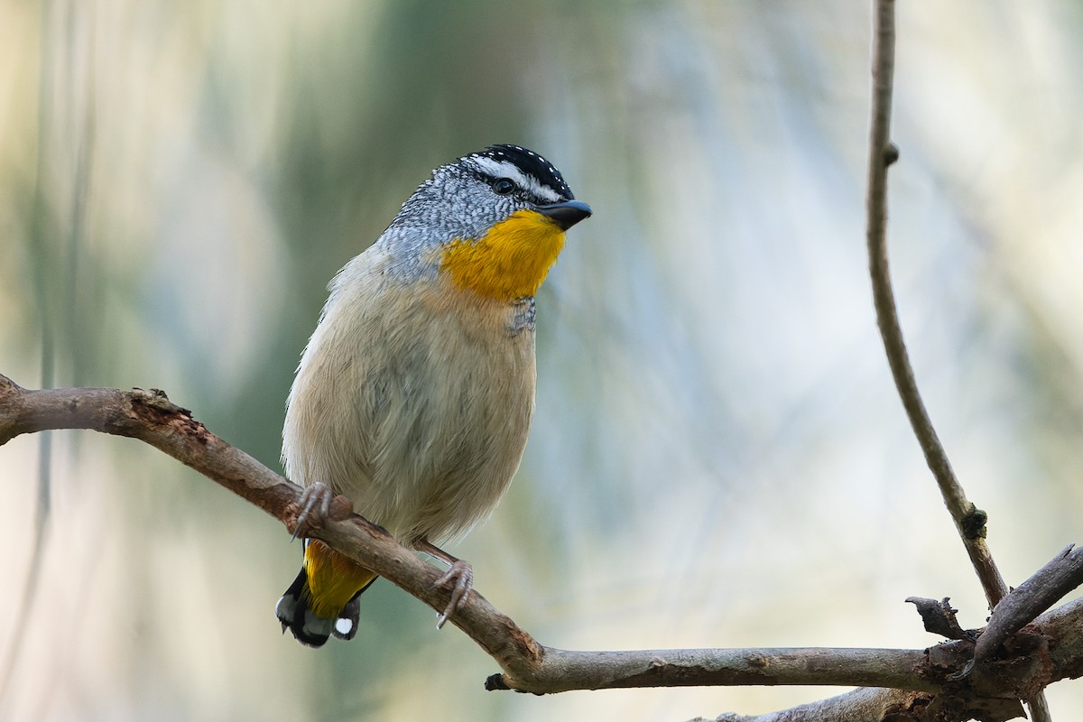 Spotted Pardalote - ML494626311