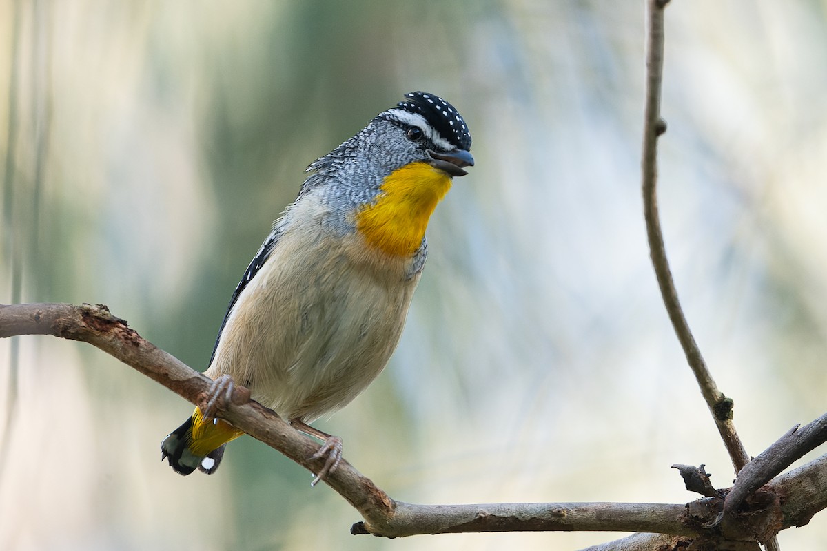 Spotted Pardalote - ML494626321