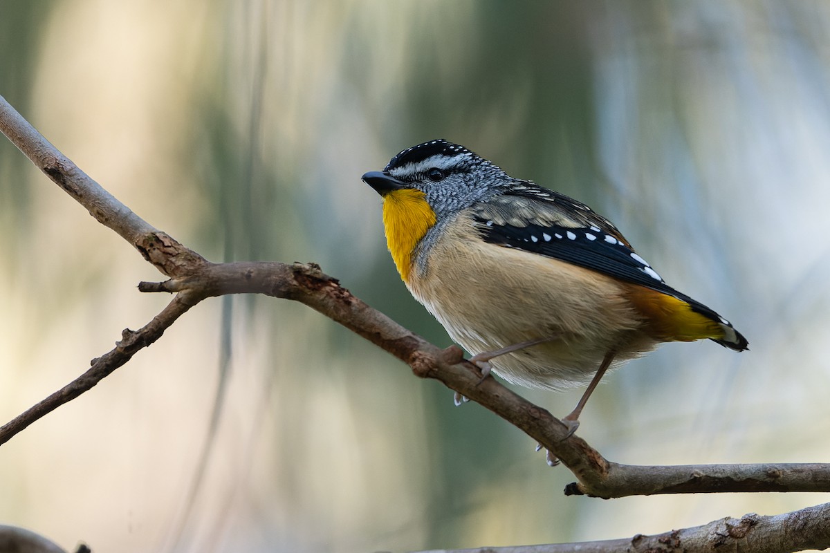 Spotted Pardalote - ML494626341