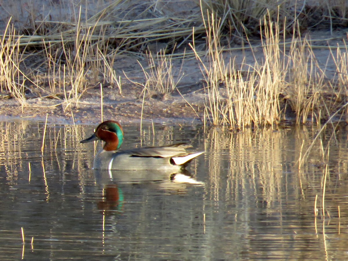 Green-winged Teal - Dawn Zappone