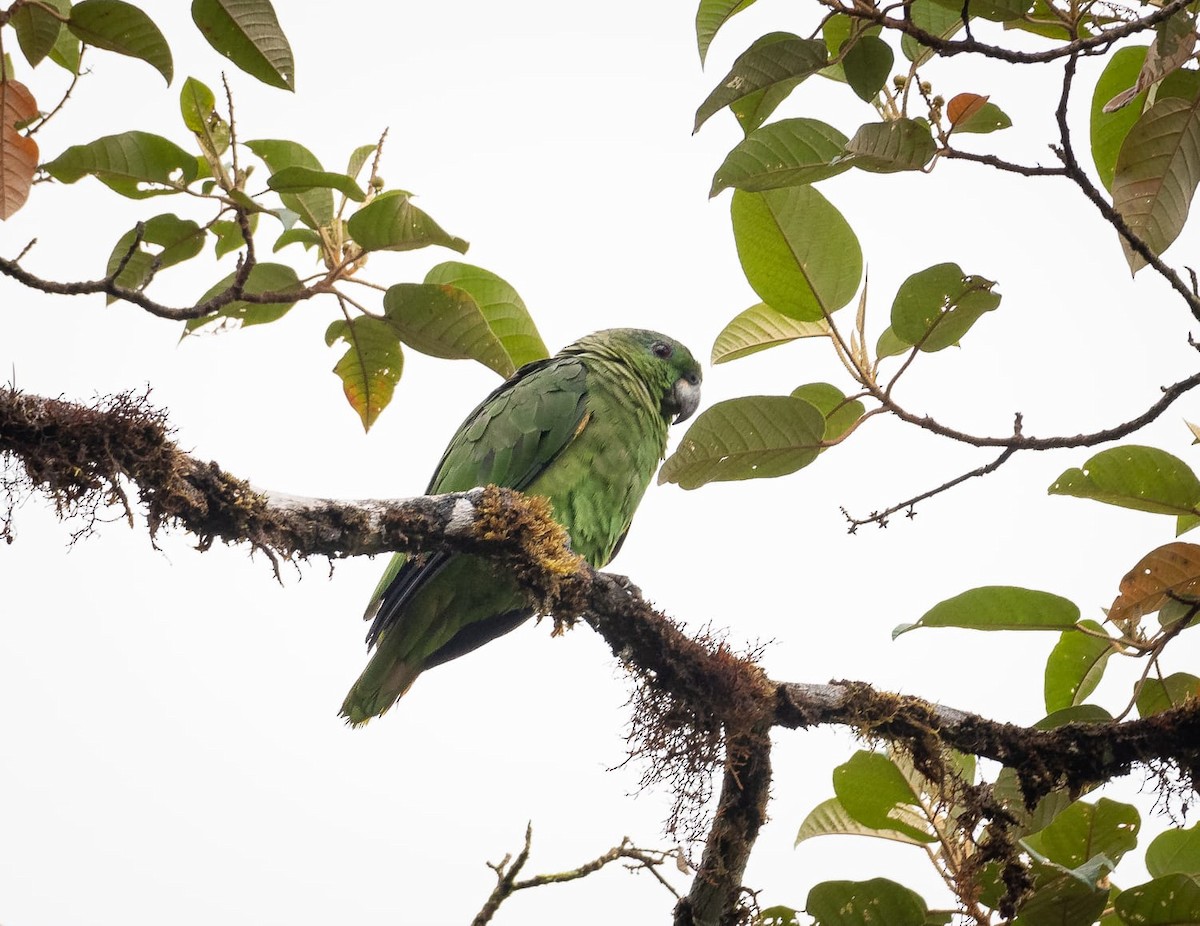 Scaly-naped Parrot - ML494631881