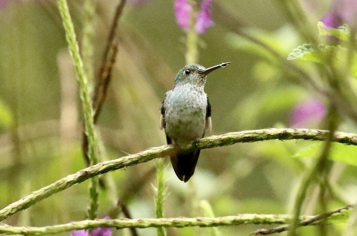 Blue-chested Hummingbird - John Bruin