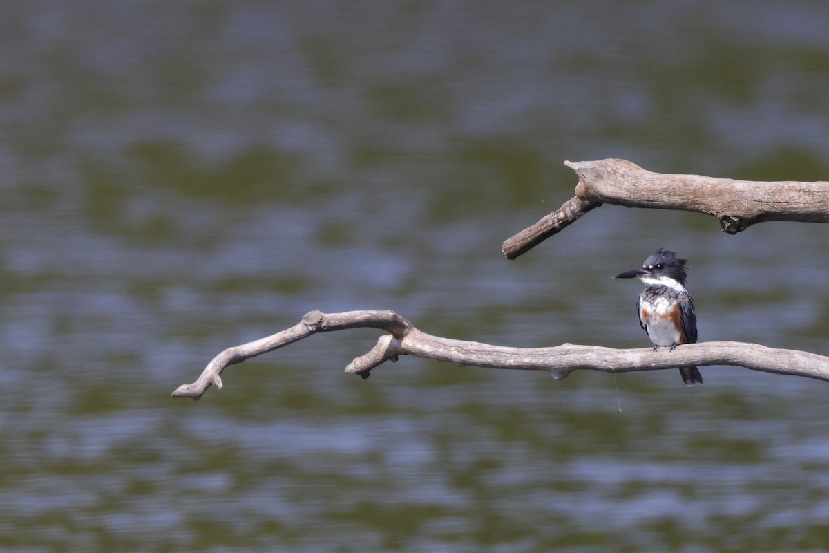 Belted Kingfisher - ML494634851
