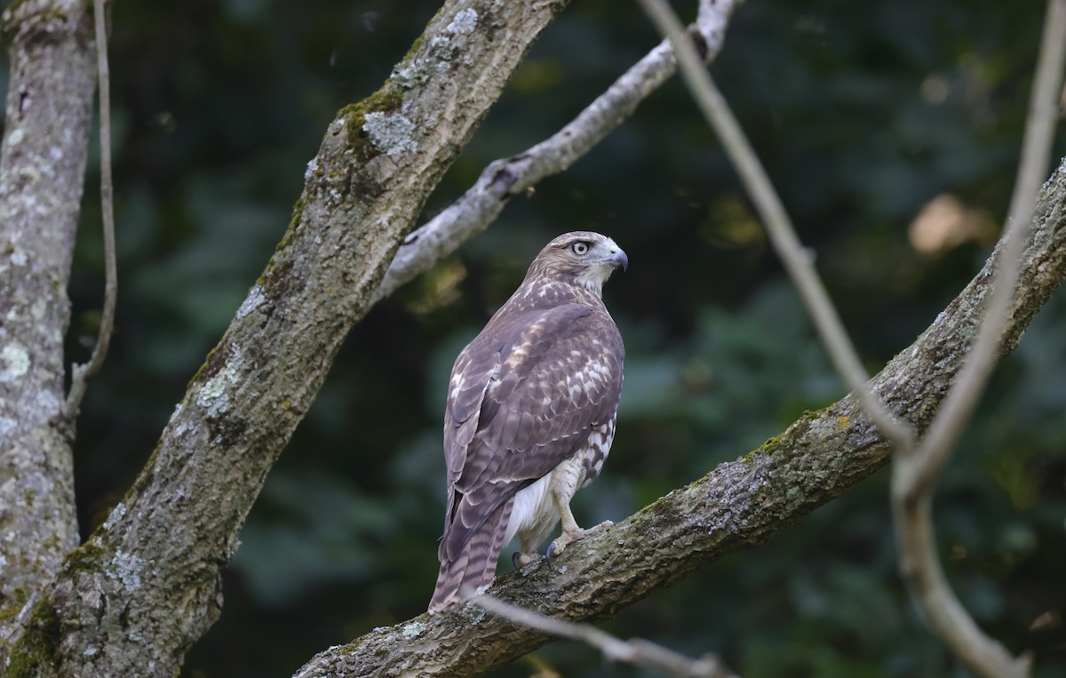 Red-tailed Hawk - ML494637271