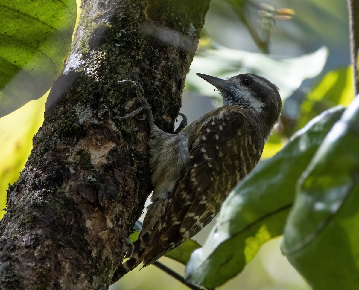 Sulawesi Pygmy Woodpecker - ML494643131