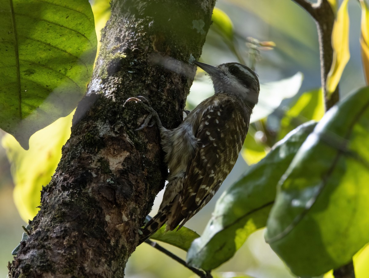 Sulawesi Pygmy Woodpecker - ML494643171