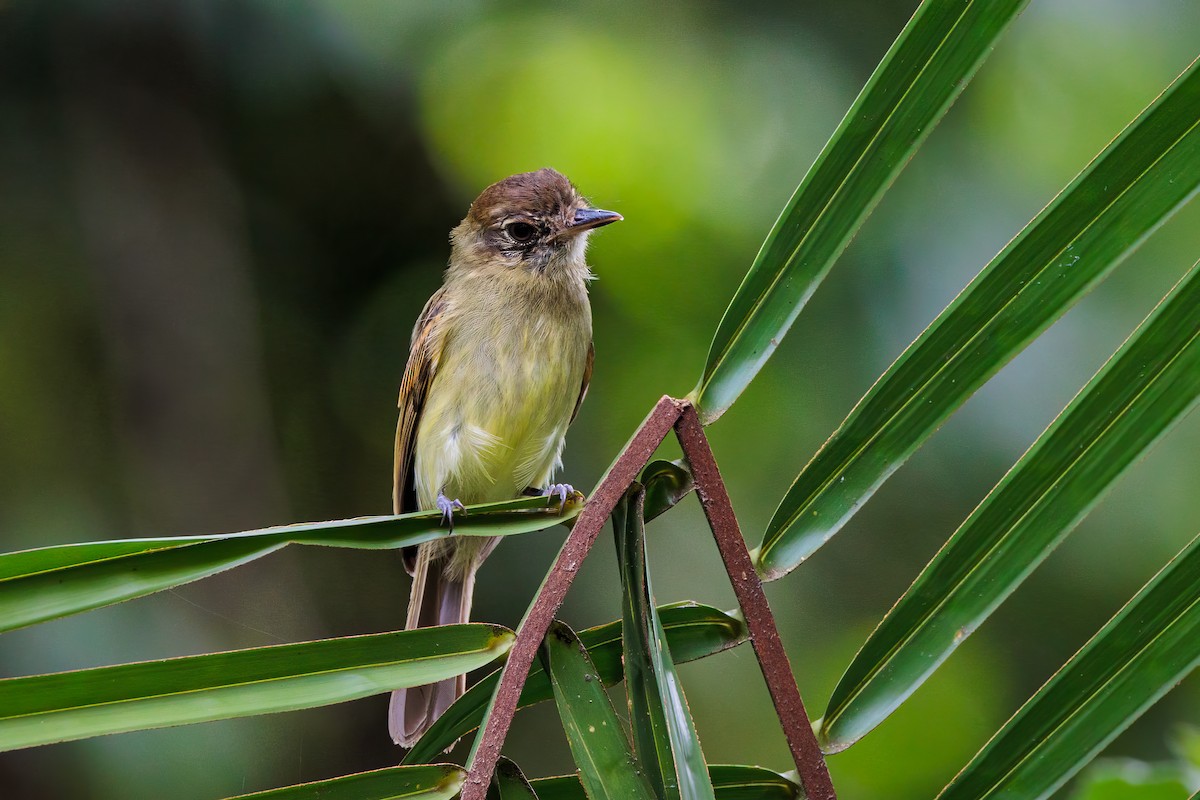 Sepia-capped Flycatcher - ML494644921