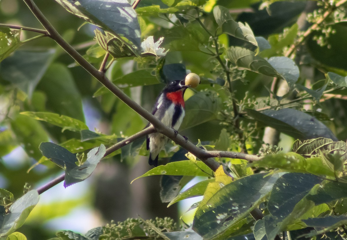 Gray-sided Flowerpecker (Gray-sided) - Mitch Rose