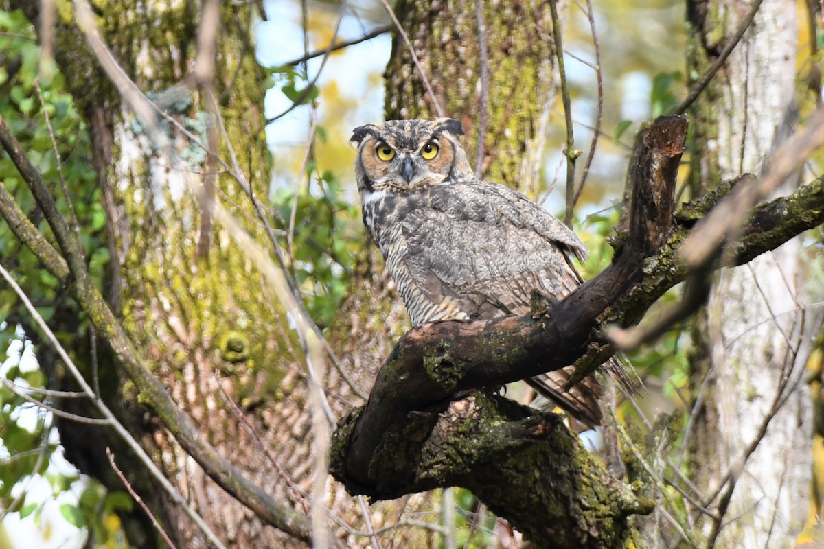 Great Horned Owl - ML494647771