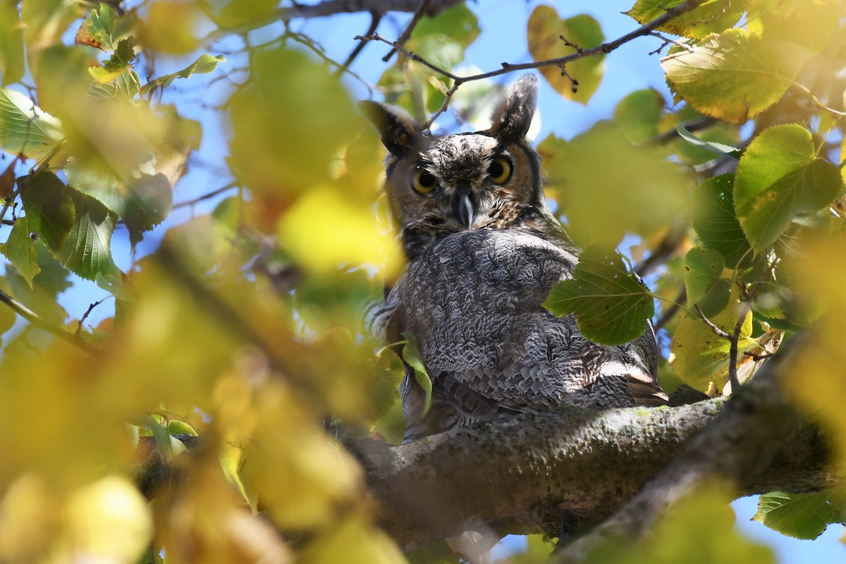 Great Horned Owl - ML494647781