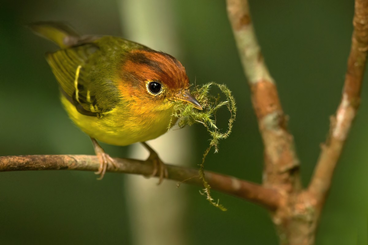 Yellow-breasted Warbler - ML494652081