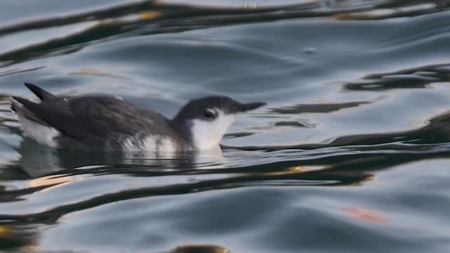  - Guadalupe Murrelet