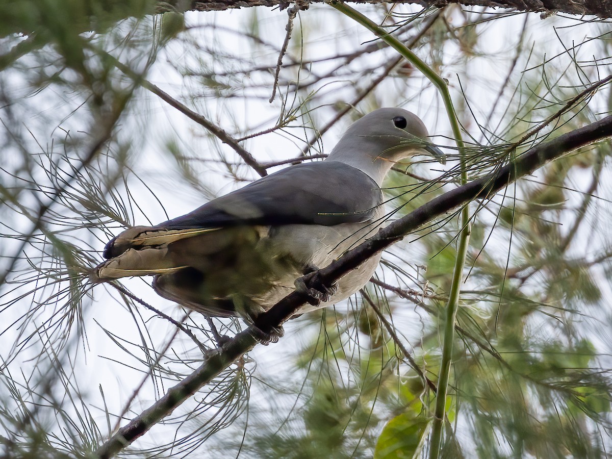 Gray Imperial-Pigeon - ML494652441