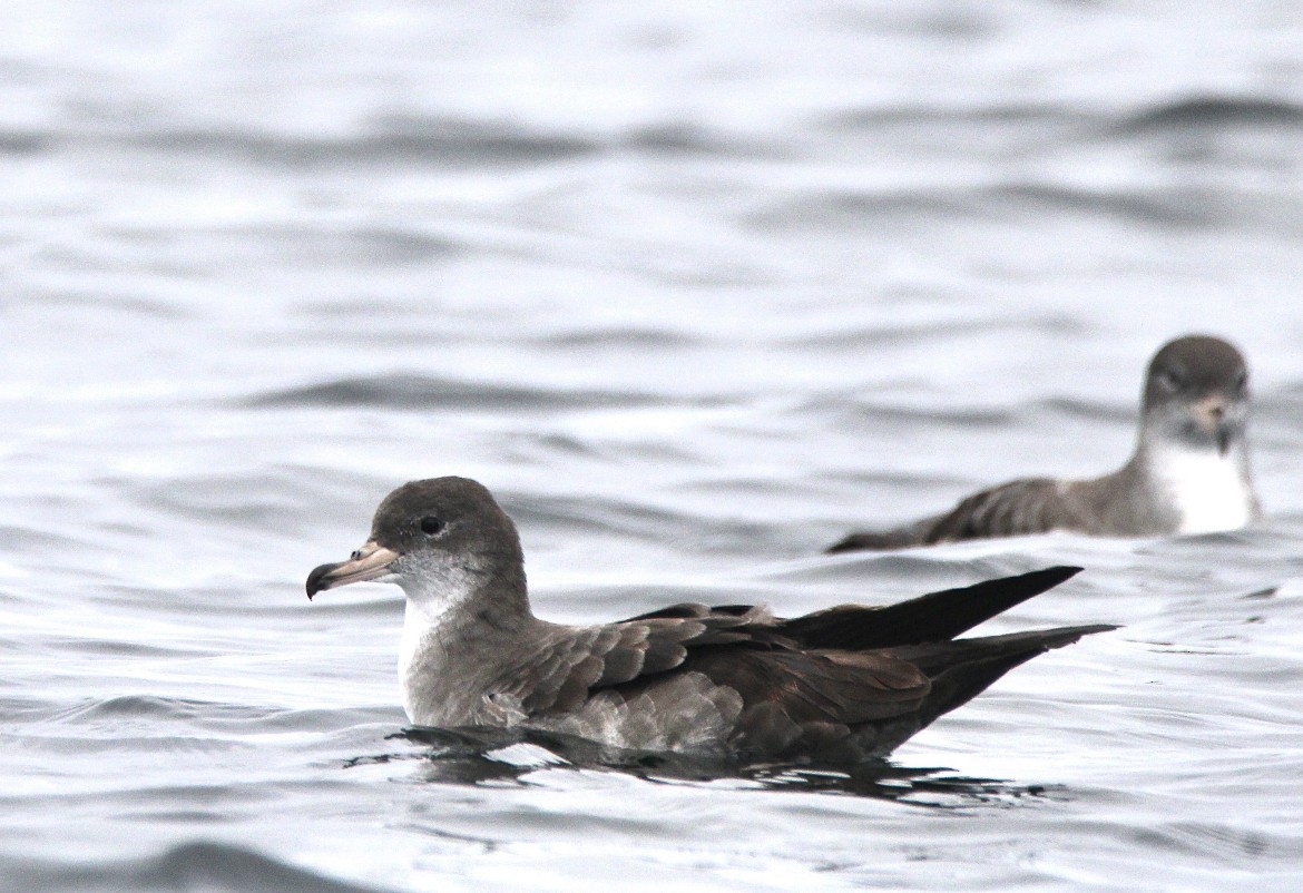 Pink-footed Shearwater - ML494655501