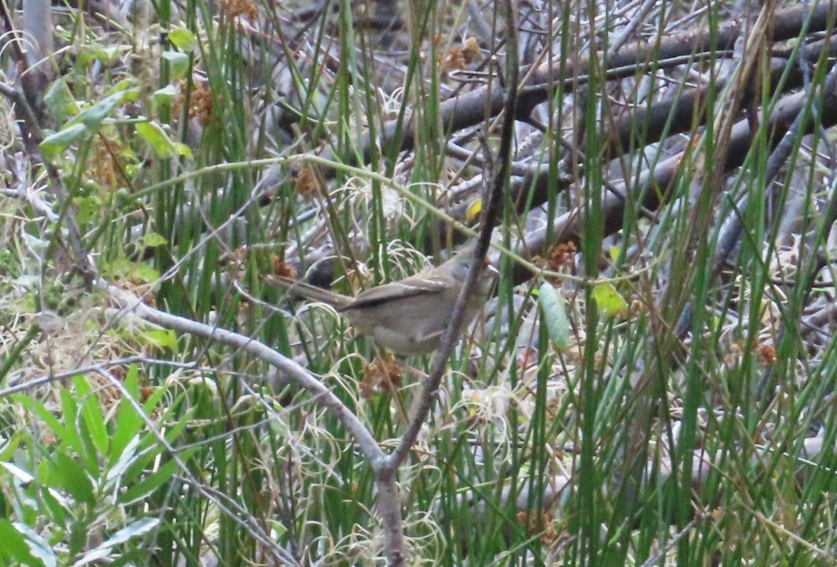 Golden-crowned Sparrow - ML494655611