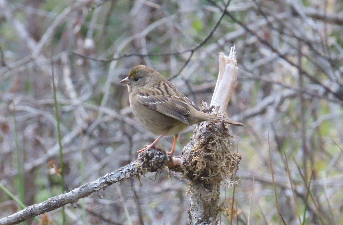 Golden-crowned Sparrow - ML494655631