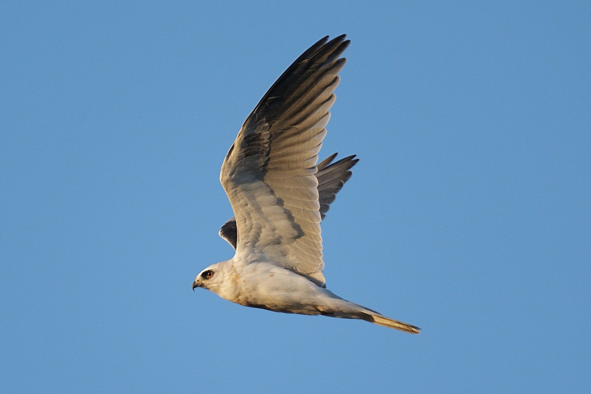White-tailed Kite - ML494656481