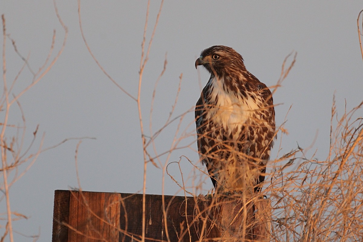 Red-tailed Hawk - ML494656501