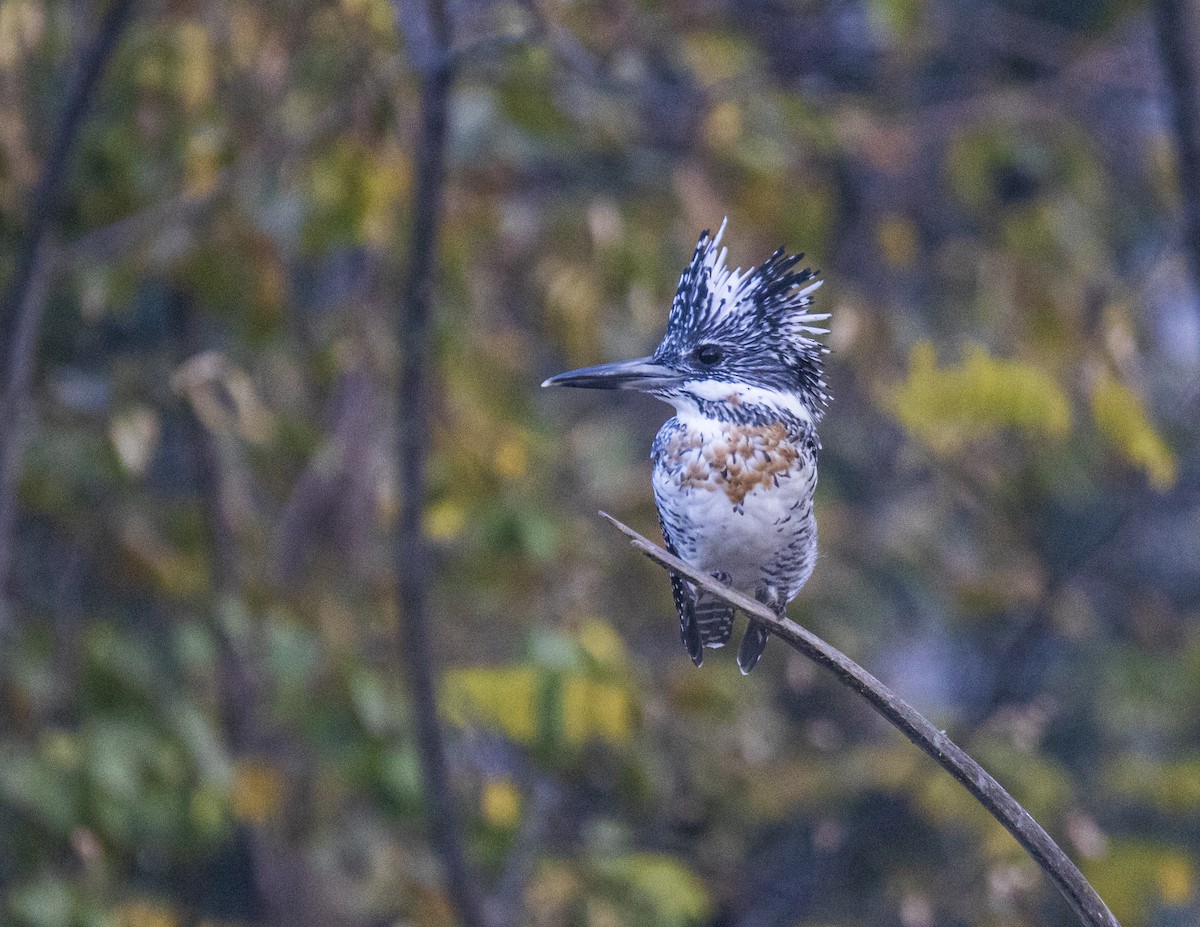 Crested Kingfisher - ML494659431