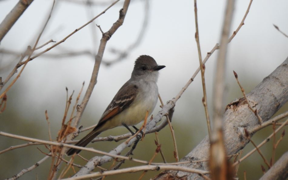 Ash-throated Flycatcher - Jeff and Allison Gross