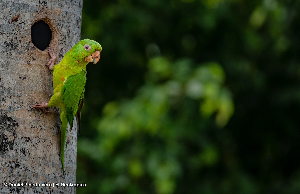 Green Parakeet - Daniel Pineda Vera