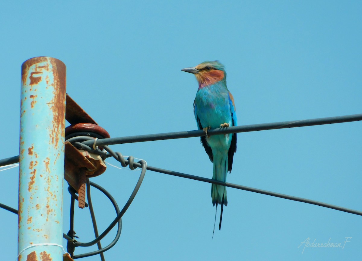 Lilac-breasted Roller - ML494668281