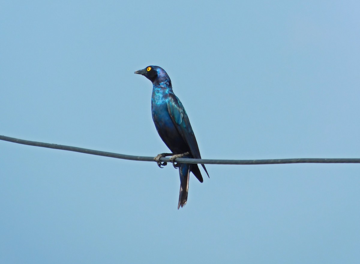 Greater Blue-eared Starling - ML494668521