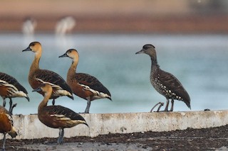 Spotted Whistling-Duck, ML494673141