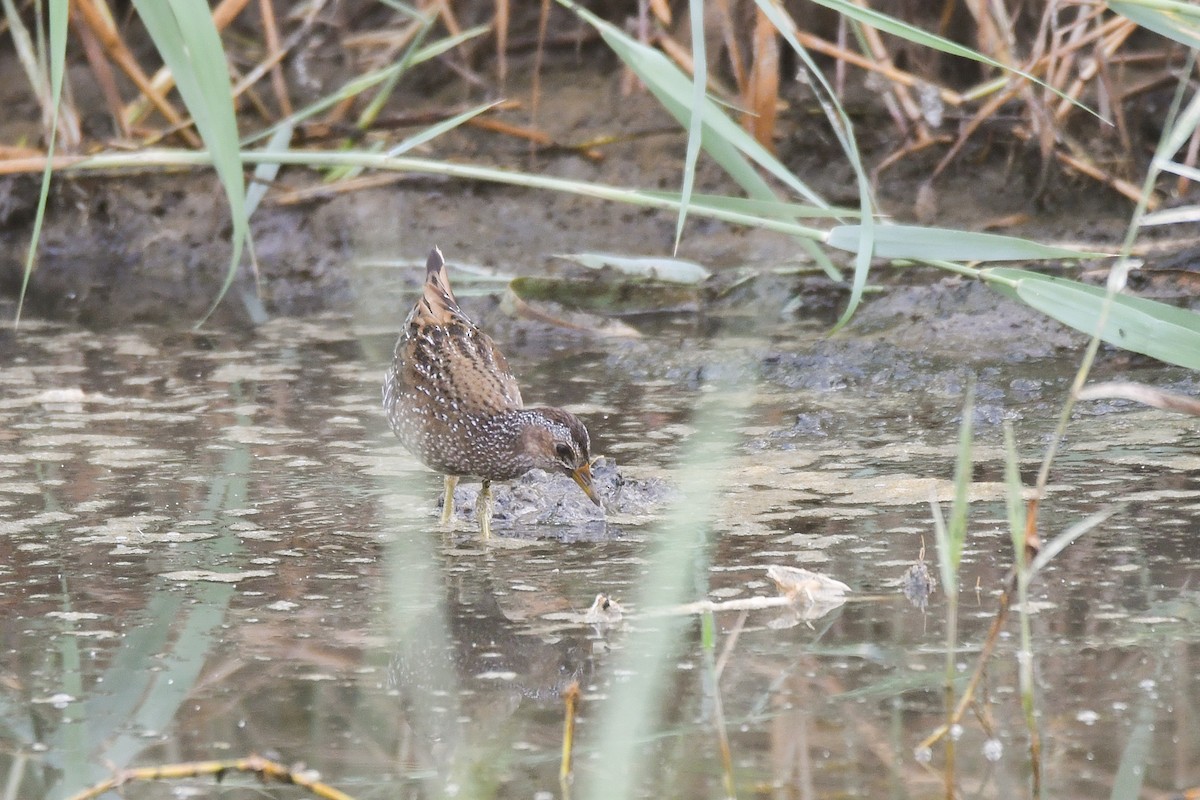 Spotted Crake - ML494677091