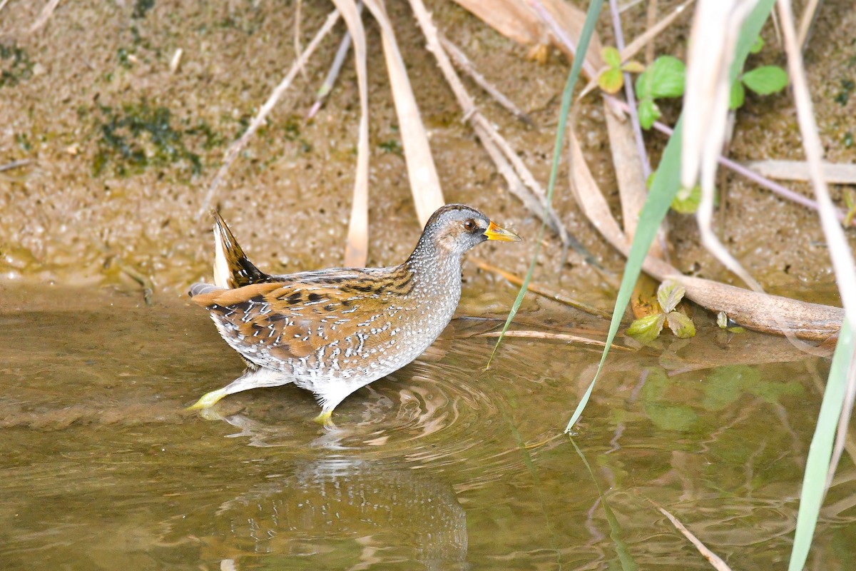 Spotted Crake - ML494677321