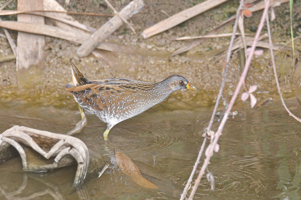 Spotted Crake - ML494677351