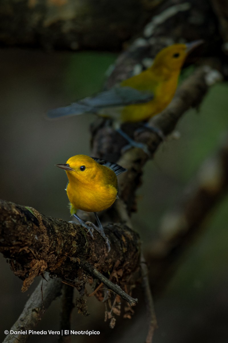 Prothonotary Warbler - ML494677571