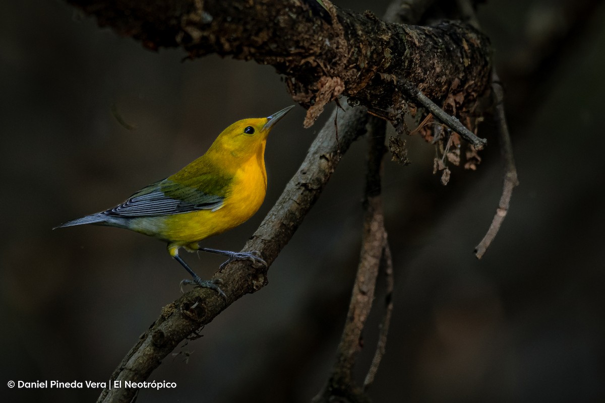 Prothonotary Warbler - ML494677591