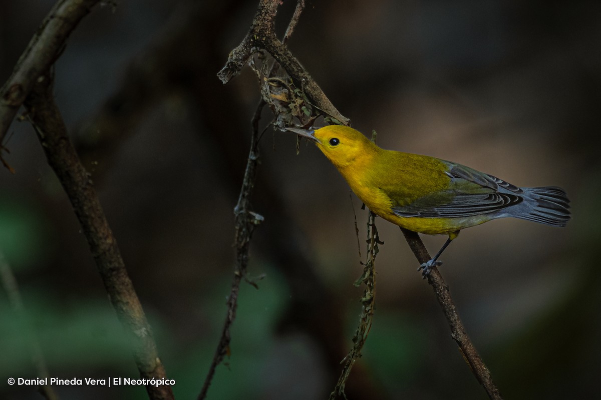 Prothonotary Warbler - ML494677601