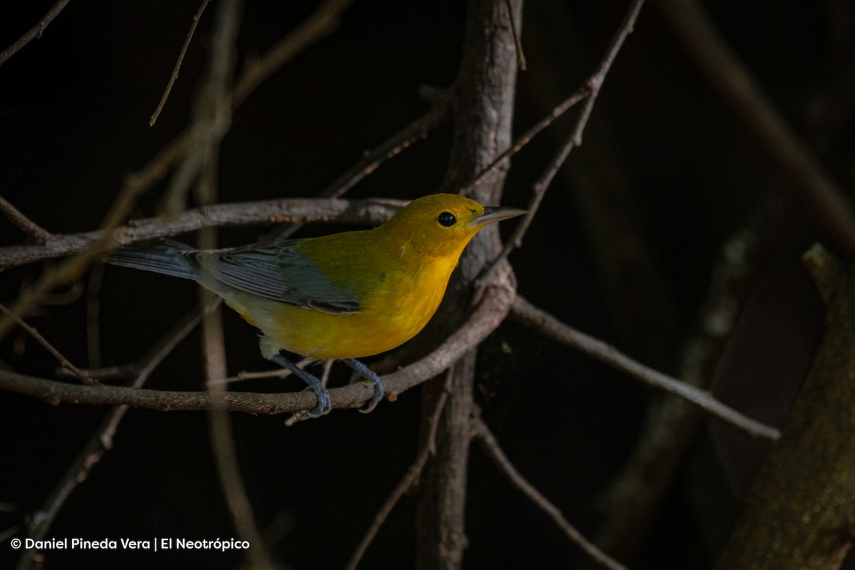 Prothonotary Warbler - ML494677621