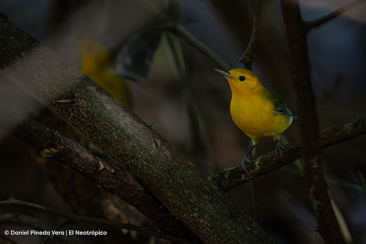 Prothonotary Warbler - ML494677631