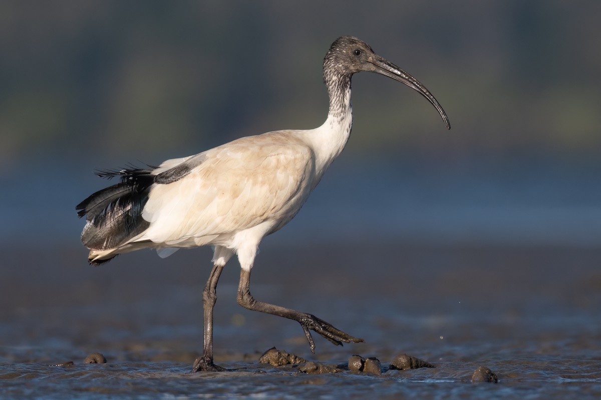 ibis australský - ML494681131