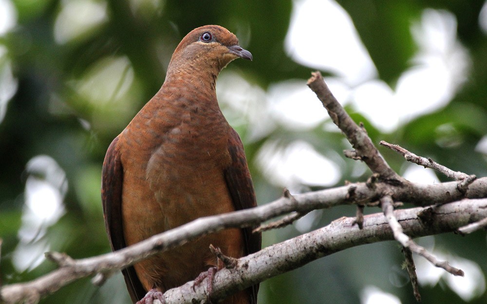 Brown Cuckoo-Dove - ML494682171