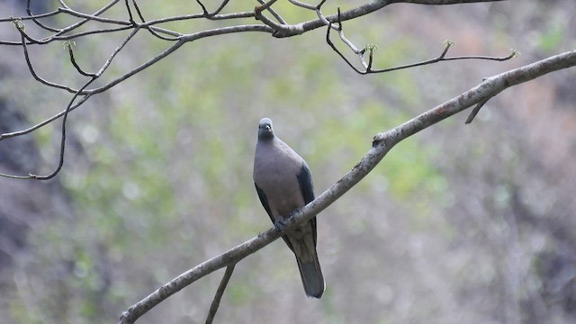 Timor Imperial-Pigeon - ML494682301