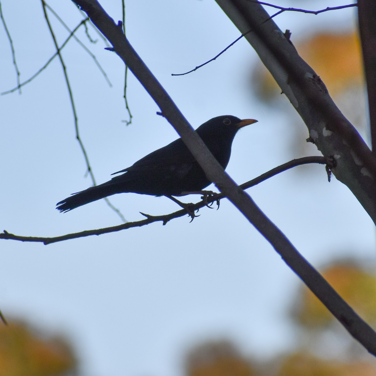 ML494684071 Eurasian Blackbird Macaulay Library