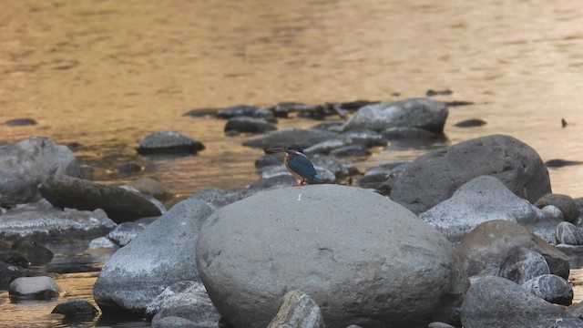 Common Kingfisher - ML494688291