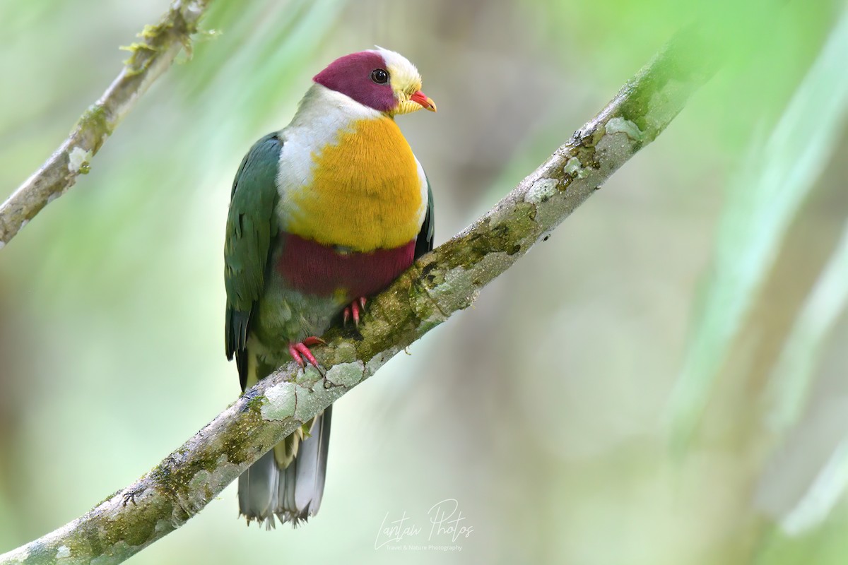 Yellow-breasted Fruit-Dove - ML494691781