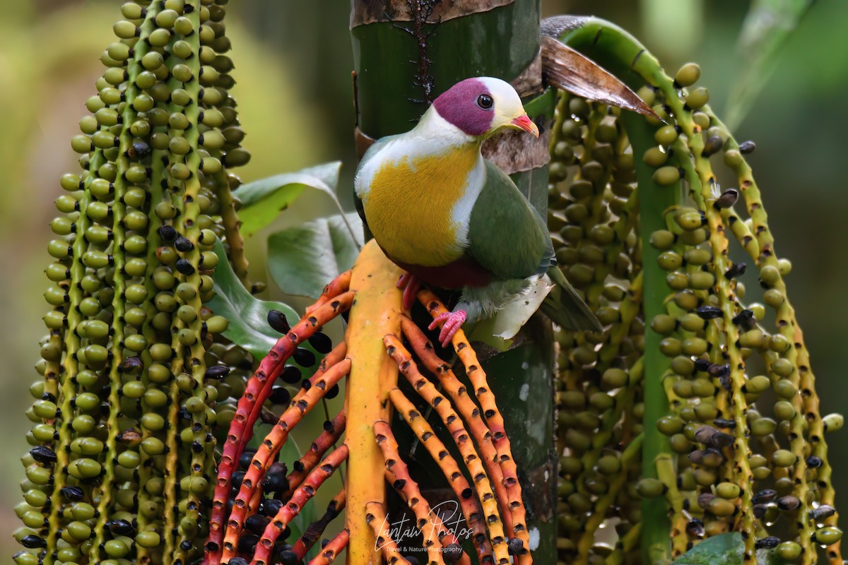 Yellow-breasted Fruit-Dove - ML494691791