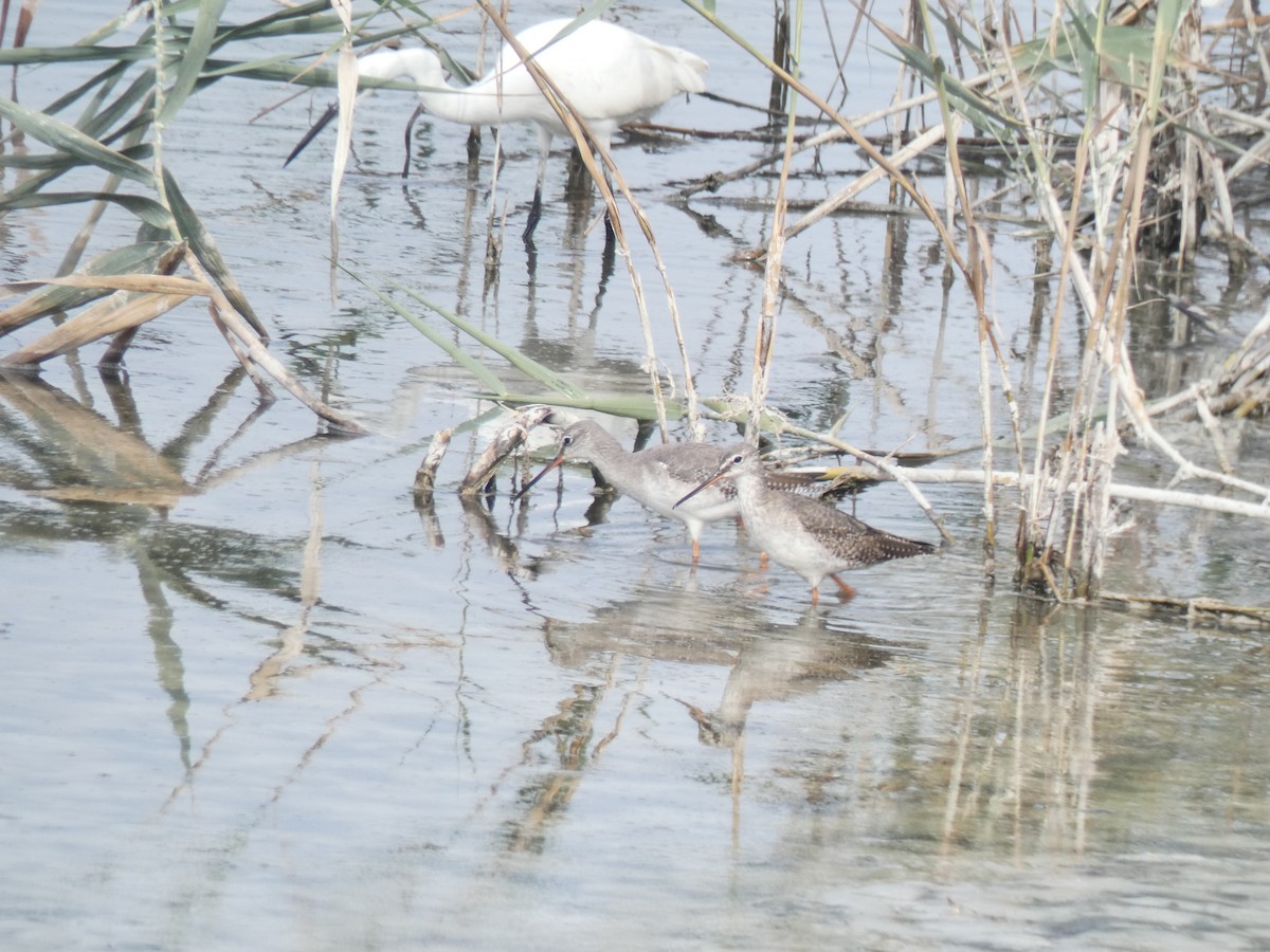 Spotted Redshank - ML494694621