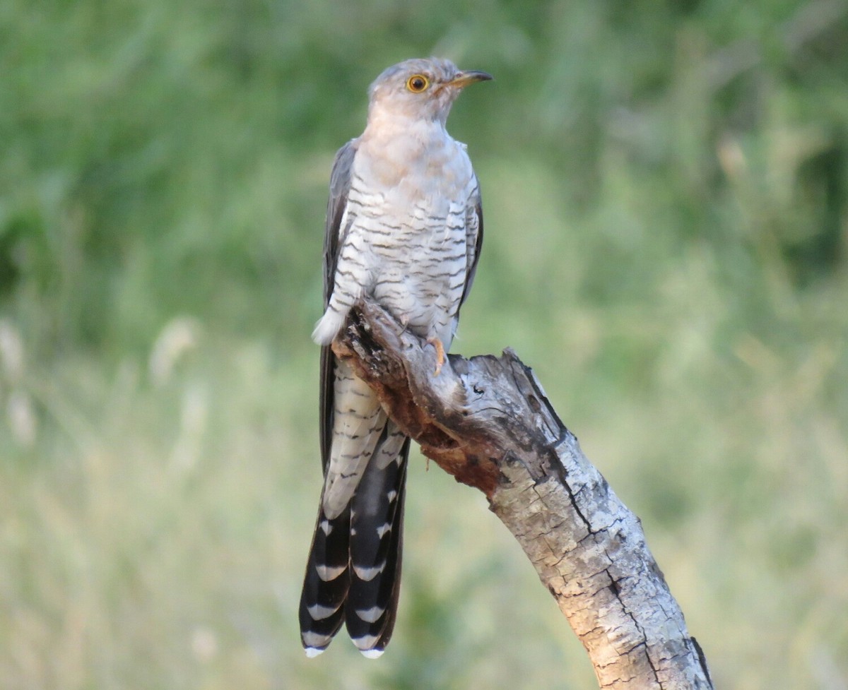 African Cuckoo - Brad Arthur