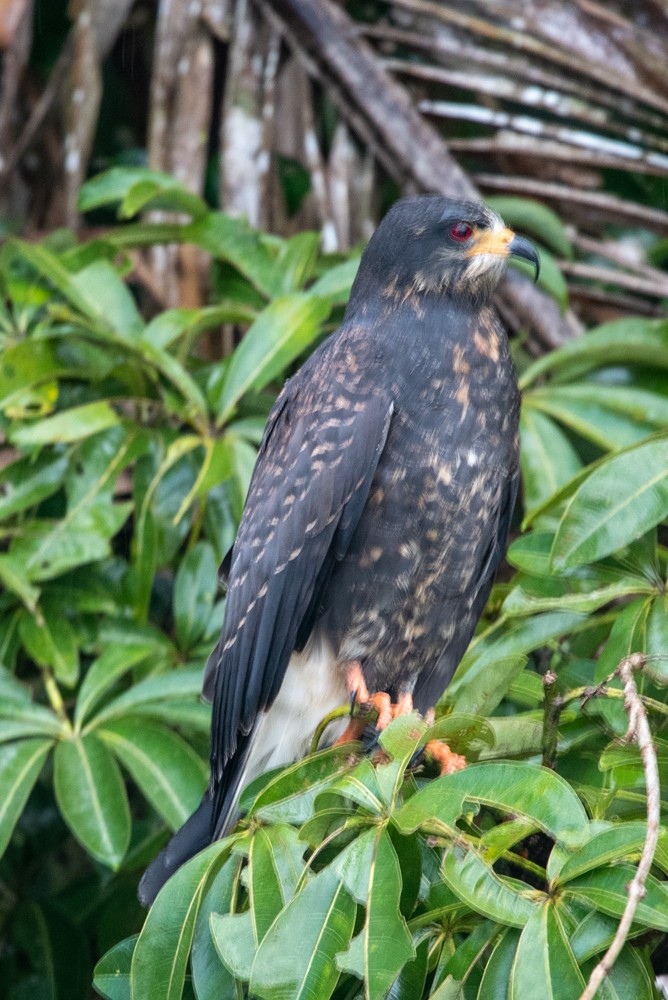 ML494695051 - Snail Kite - Macaulay Library