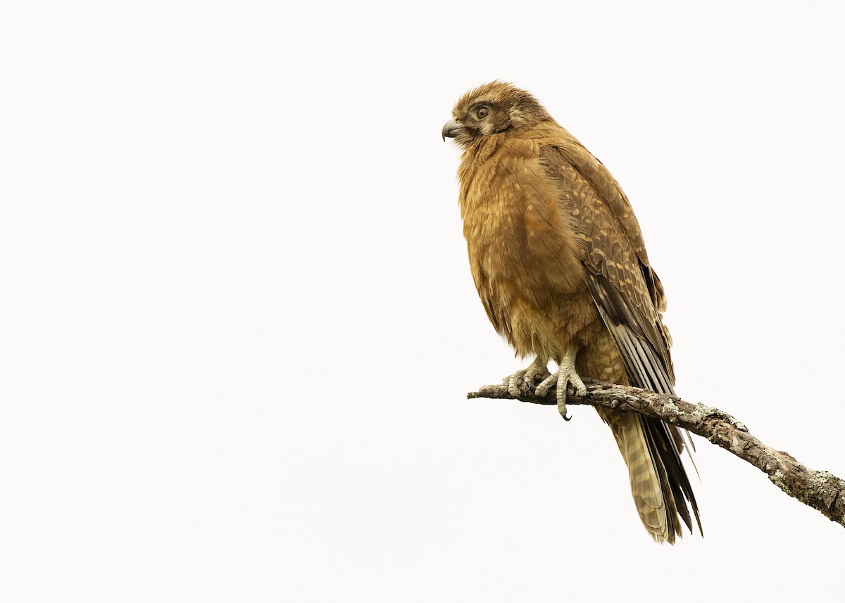 Brown Falcon - Jarrod Kath