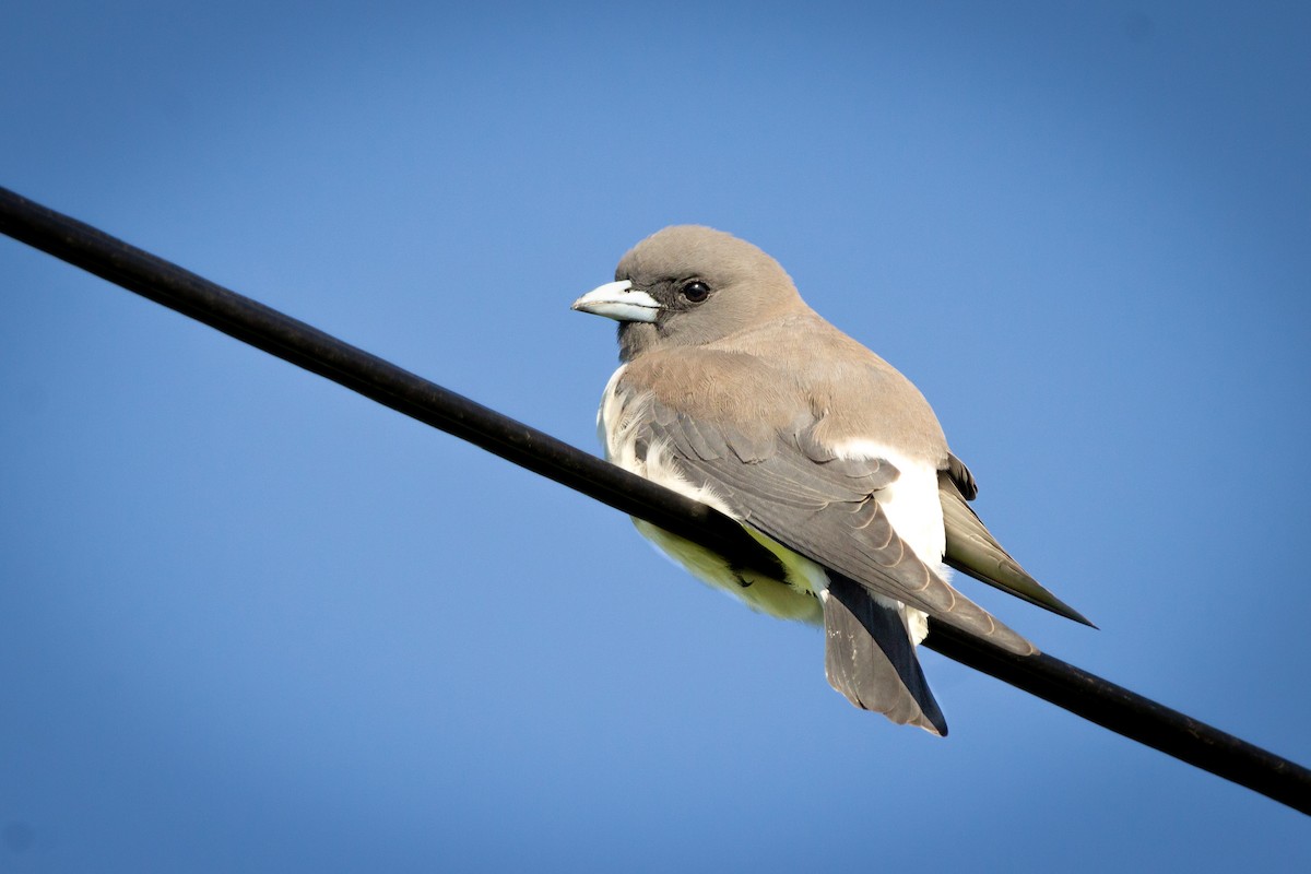 White-breasted Woodswallow - ML494701531