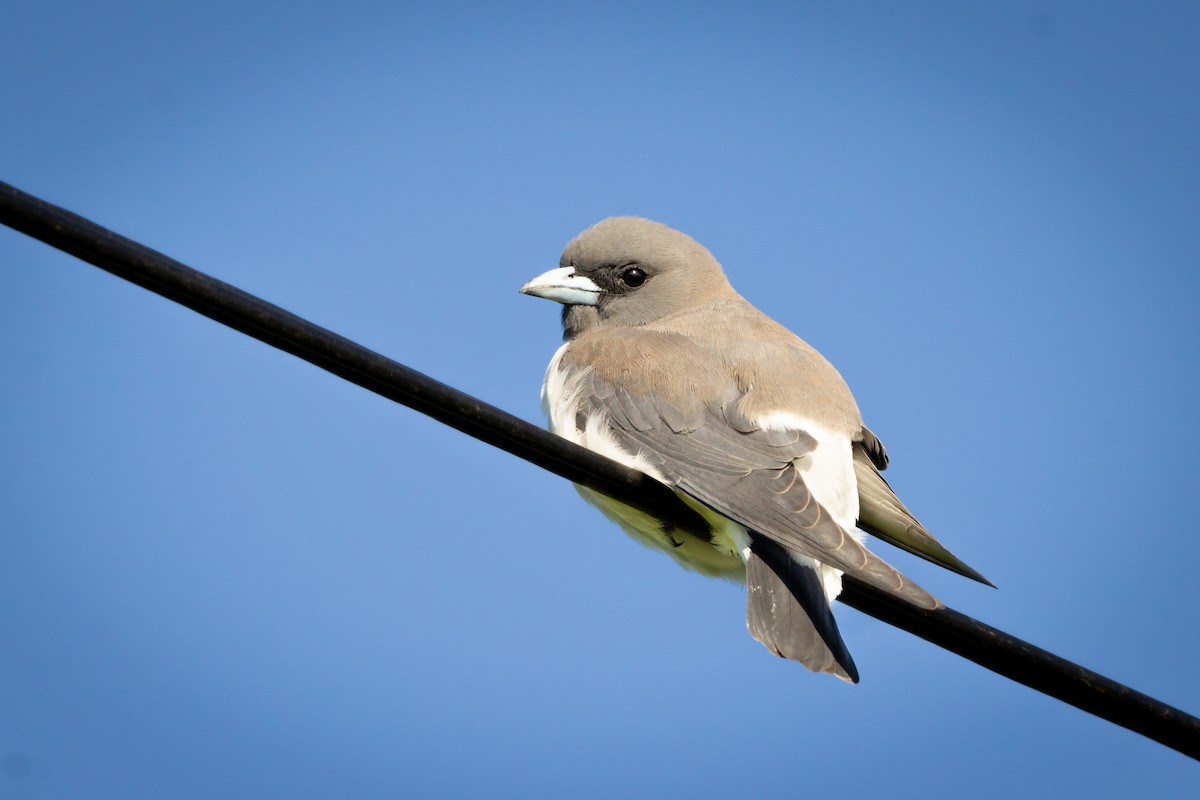 White-breasted Woodswallow - ML494701541