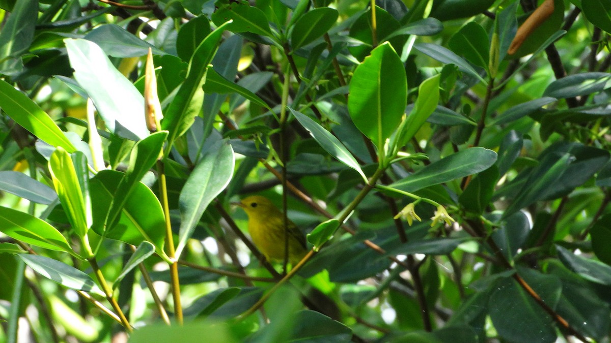 Yellow Warbler - ML494702031